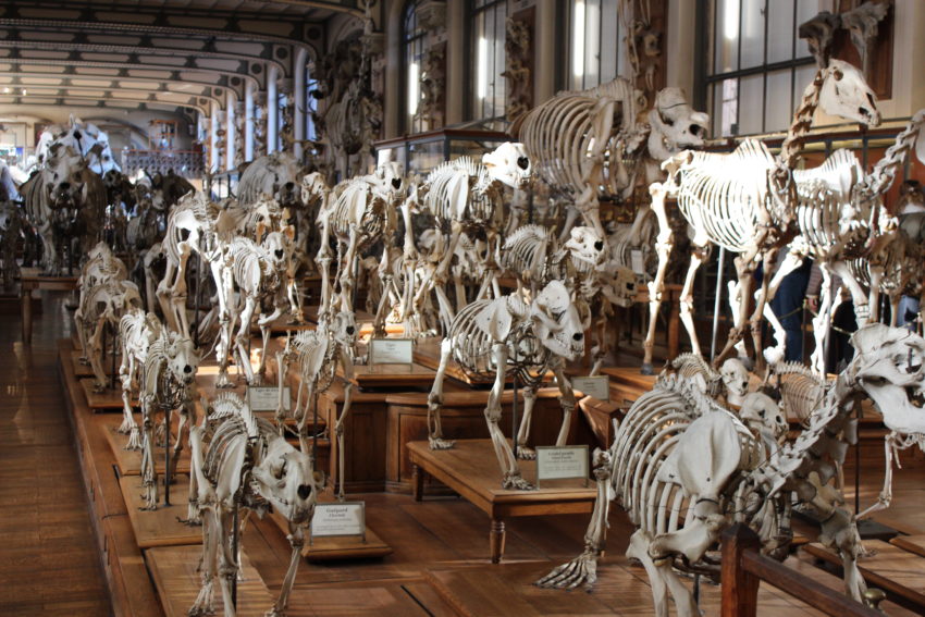 Il Museo Paleontologico di Parigi