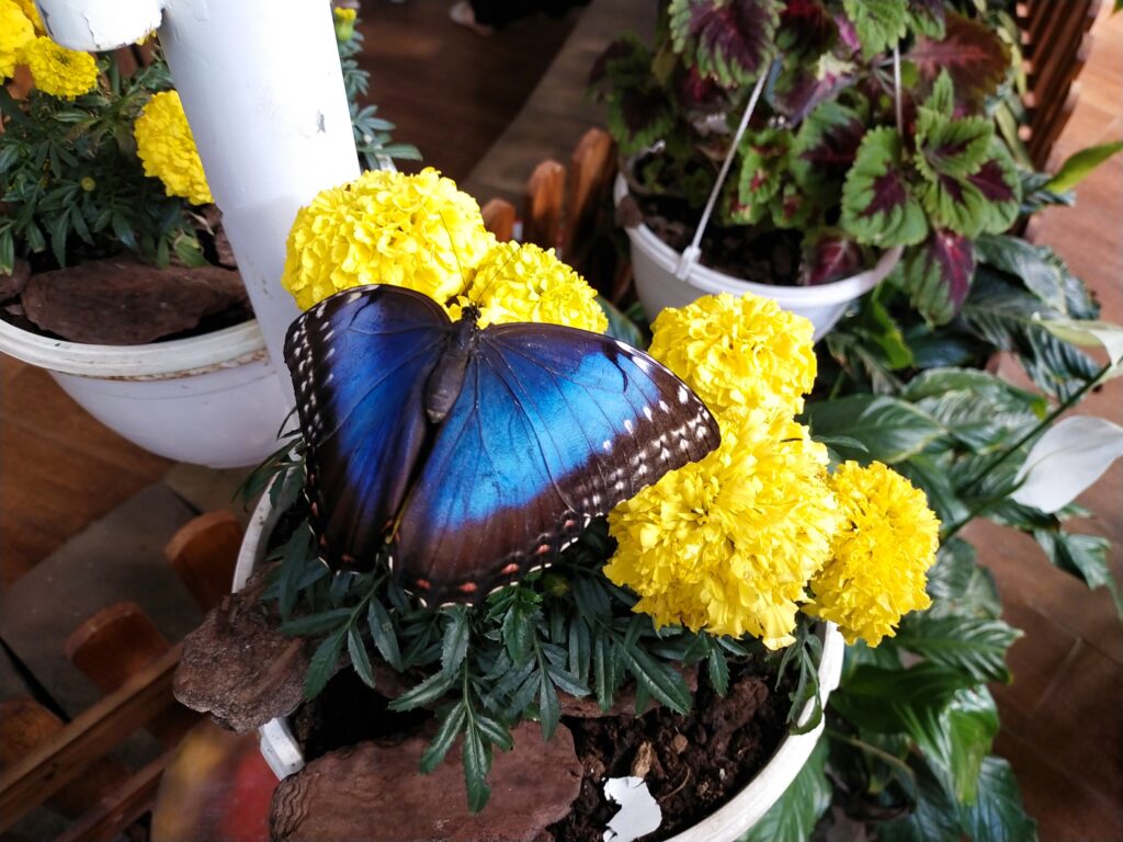 Farfalla del butterfly garden
