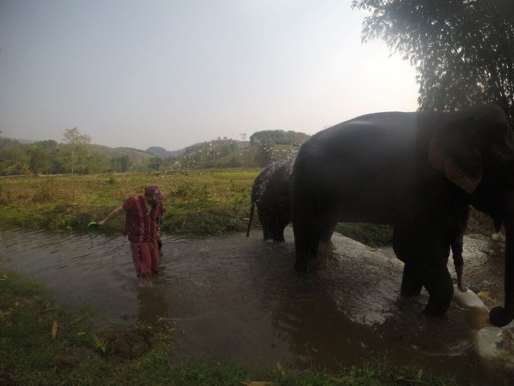prendersi cura degli elefanti di Chiang Rai