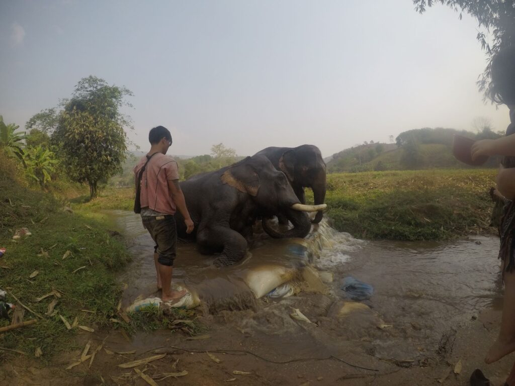 bagno elefanti di chiang rai