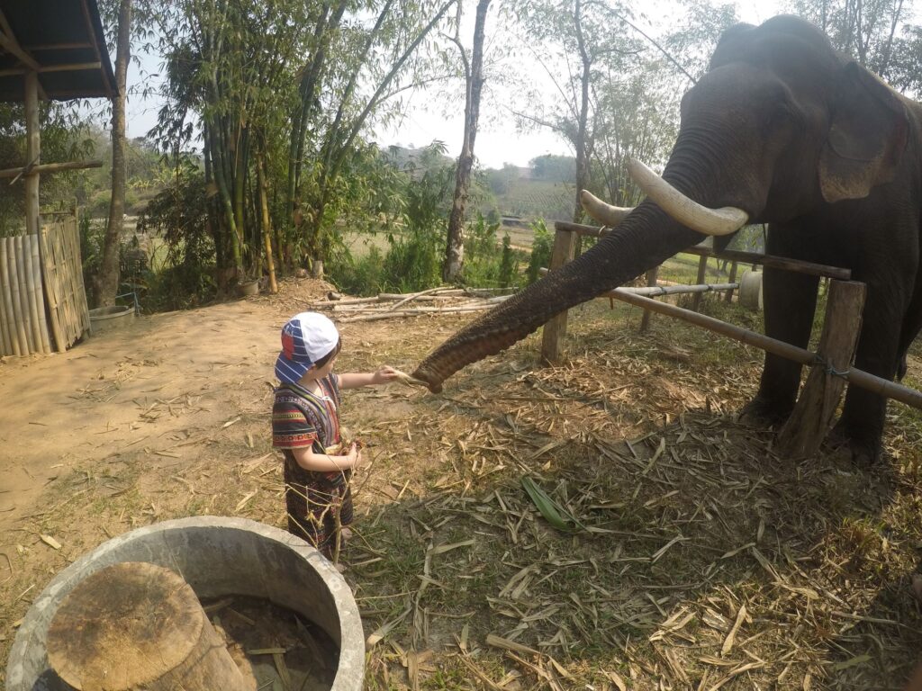nutrire gli elefanti di Chiang Rai