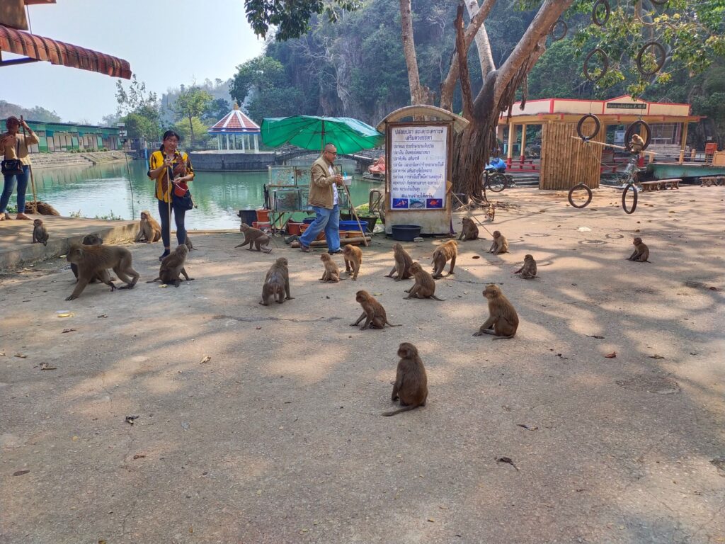 escursione a chiang rai scimmie tempio